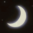 Moonlit Paws
