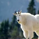 BCGOATS