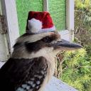 Kookaburra Club Discord server logo