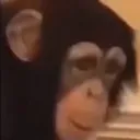 maymun hamamı reborn Discord Server Icon