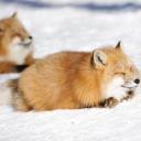 🦊 Fox Baby | Emotes・Memes・Art・Facts