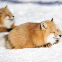 🦊 Fox Baby | Emotes・Memes・Art・Facts Discord server icon