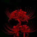 Bloodthorn