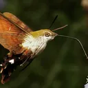 Niemia