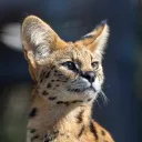 International Tabby Convention Discord Server Icon