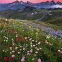 Flower Patch ♥