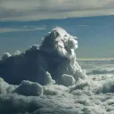 freddy koeur de lion