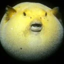 The Offishial Fishing Funnies Server