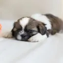 Shih Tzu Gang