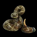 Diamondback