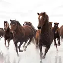 POG-競馬民鯖