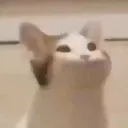 猫の集会🐈