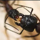 Myrmekophil - Ameisen und Wirbellose