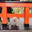 Opiskellaan japania