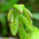 🐛praying mantis pets!🐛