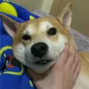 冠緯寶寶粉絲後援會