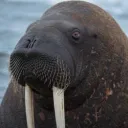 WALRUS Manga
