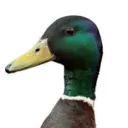 dook pond