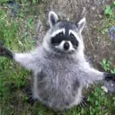 LA MAPACHIBANDA DE JOSHUNE