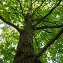 The Hang Out Tree