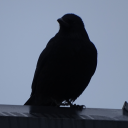 Nature 4 Life - Praise Mother Nature