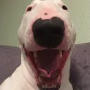 Fac's Money Laundering Business's icon