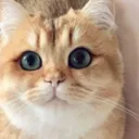 Golden kittys