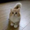 SFABOP
