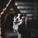 犬小屋(仮)