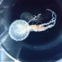 華ドルパラノイア用