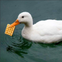 The Duck Cult