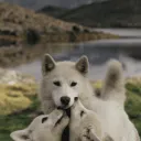 La Manada 🐺