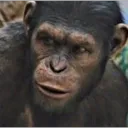 Apes Together Strong