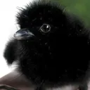 The Raven Flocc