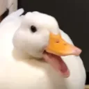 🦆 La Charca .