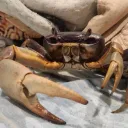 Crustacean Council