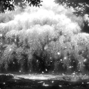 Discovery icon for 💮۵ 𝒯𝒽𝑒 𝑅𝑜𝓈𝒶𝓇𝓎  ۵💮 Discord server