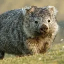 wombat island