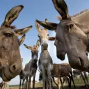 The Herd