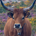 Cowshed icon