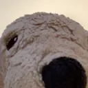 doggo gang  international