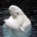 LegendaryPorpoise