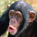 RANDOM CHIMP EVENT