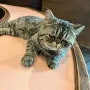はやしがめ