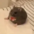 hamster
