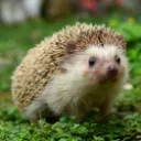 ARKモバイル版メンバー