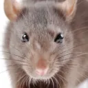 The new rat cult