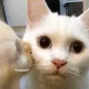 Maciautry