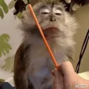 Monkey-Gang