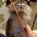 Monkey-Gang